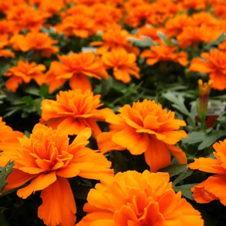 Бархатцы бонанза оранж