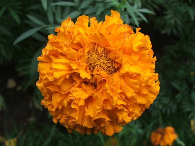 Бархатцы Миледи