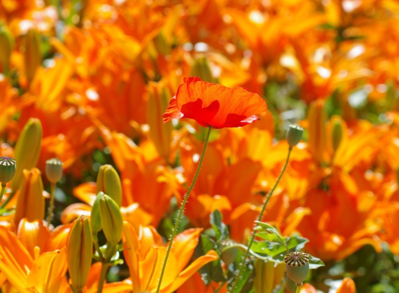 Оранжевые цветы садовые