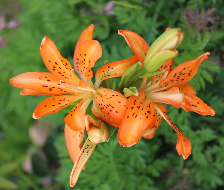 Лилия азиатская махровая