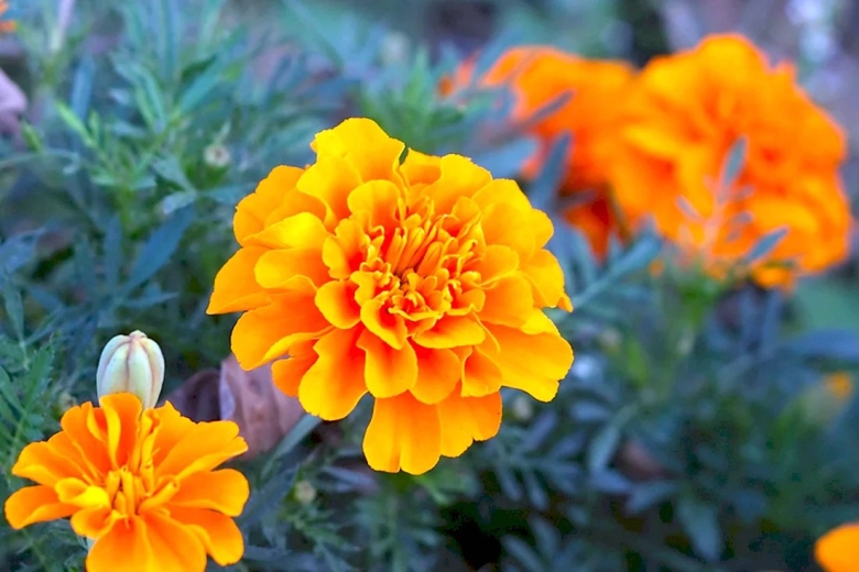 Бархатцы тагетес