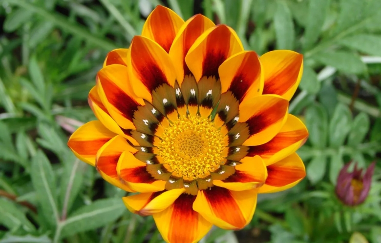 Желтые цветы с оранжевой серединкой