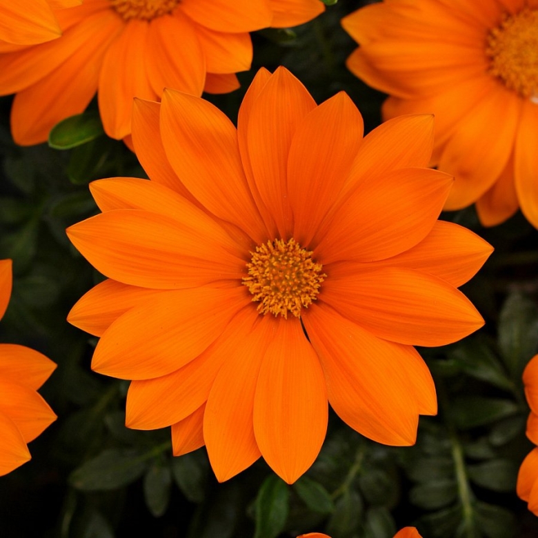 Гацания Нью дей оранж