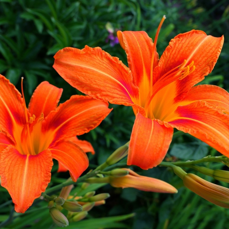 Цветы похожие на лилии на даче