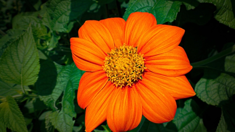 Титония круглолистная