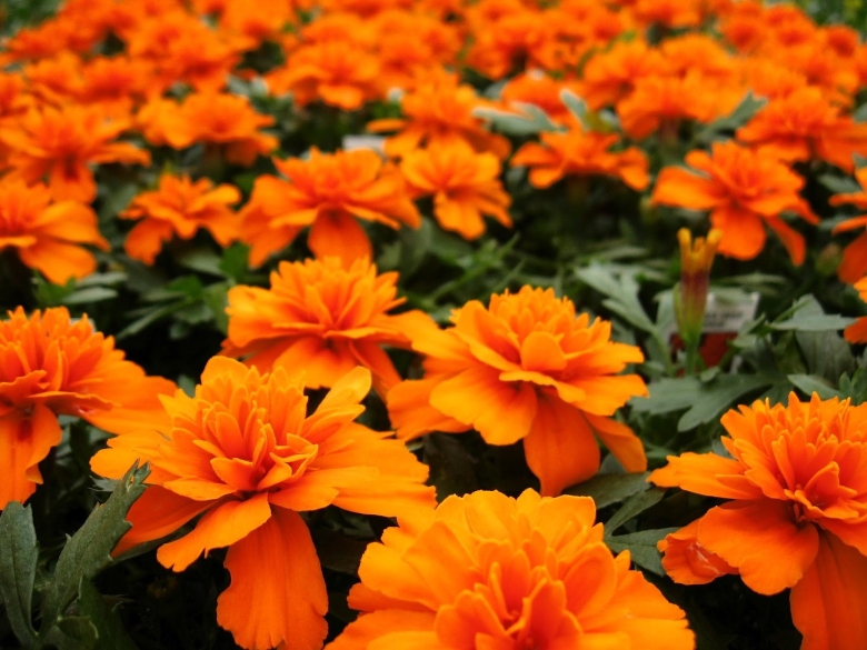 Бархатцы Бонанза Еллоу