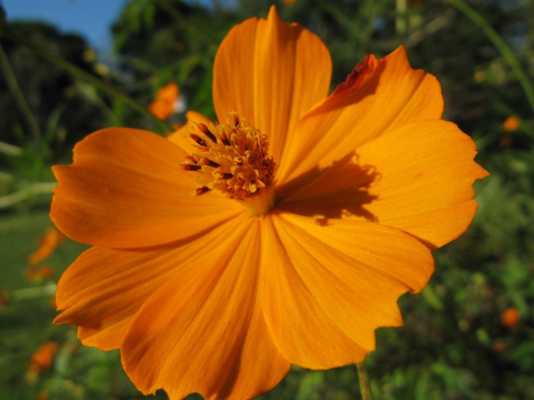 Космея цветок оранжевая