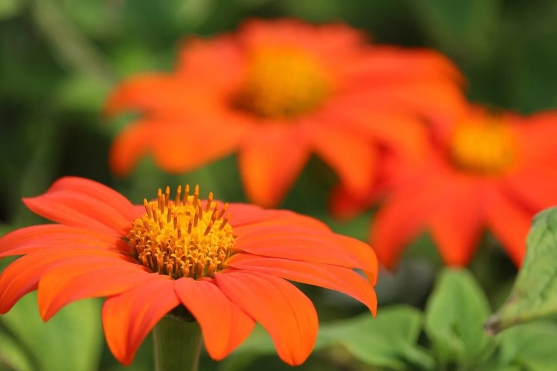 Оранжевые декоративные цветы