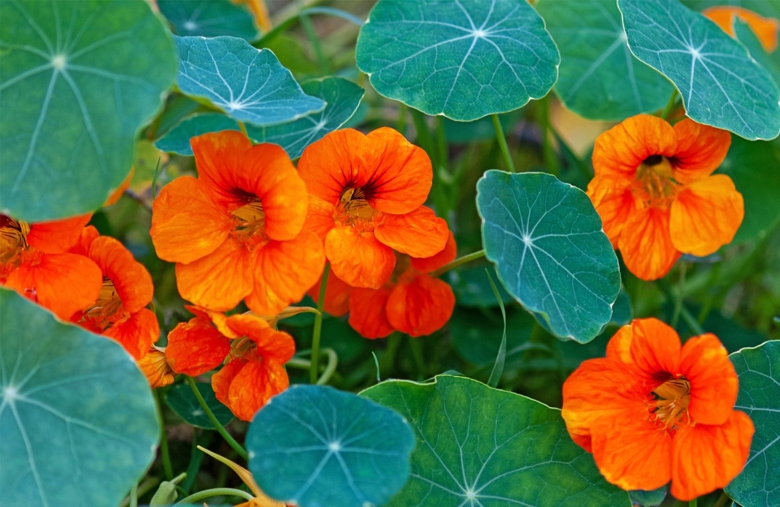 Настурция цветы съедобные