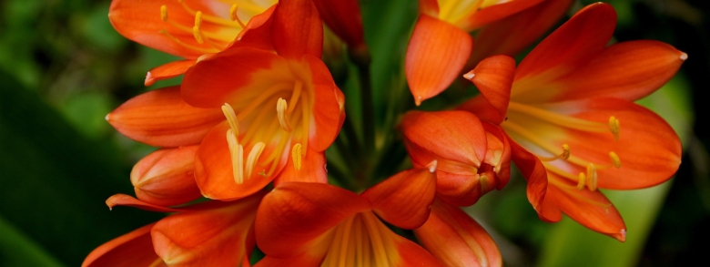 Оранжевые цветы