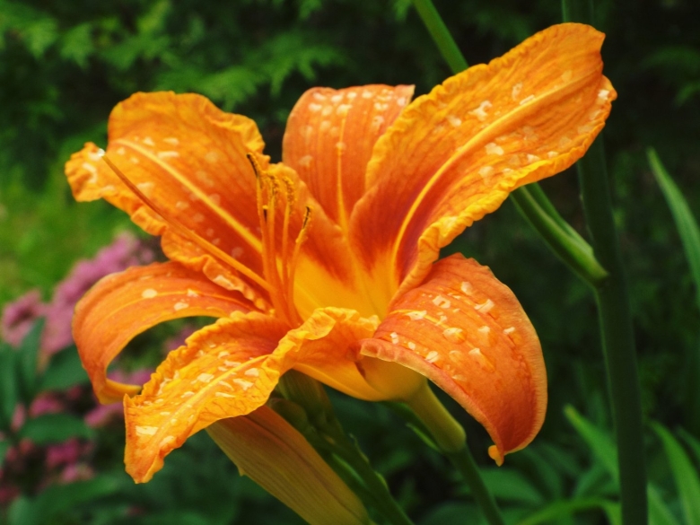 Лилейник hemerocallis orange