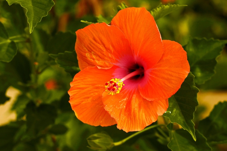 Гибискус оранж