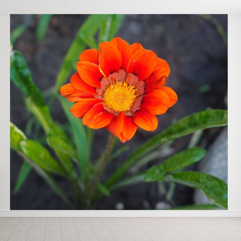 Цветы оранжевые садовые