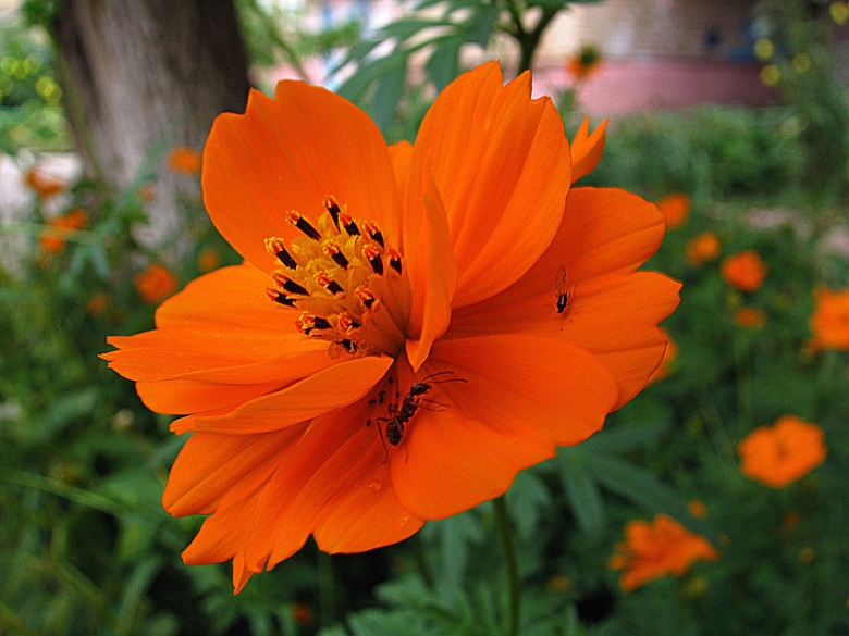 Космея оранжевая махровая