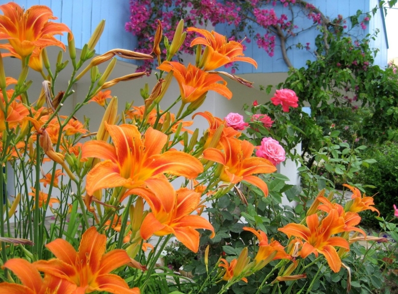 Оранжевый сад Игоря Степанова многолетники