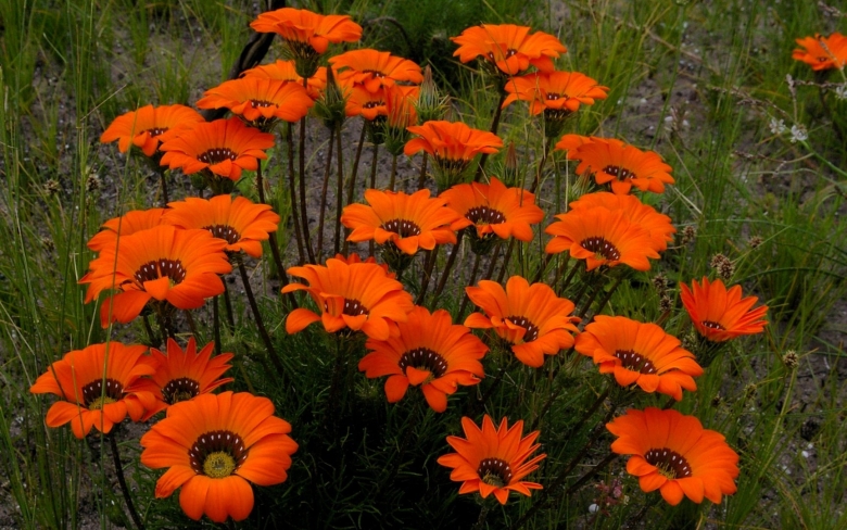 Урсиния укропная цветок