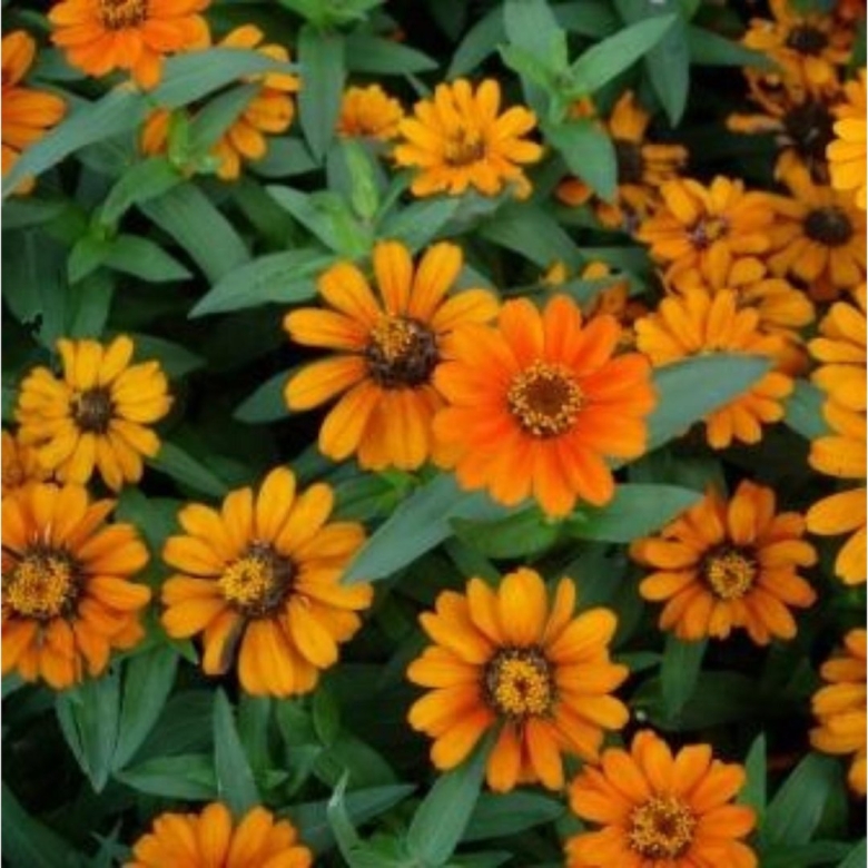 Циния Захара Северная звезда