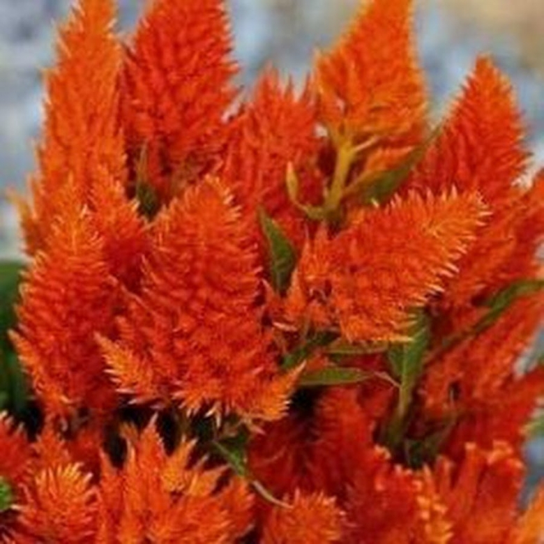 Целозия колосовидная