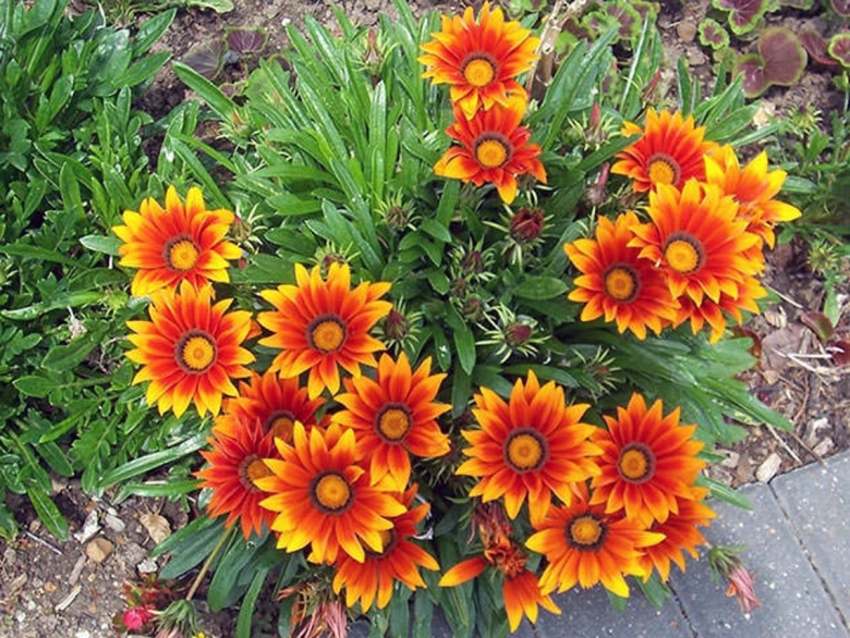 Цветок гацания многолетник