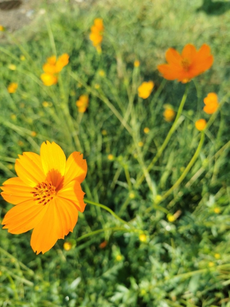 Цветы оранжевые садовые