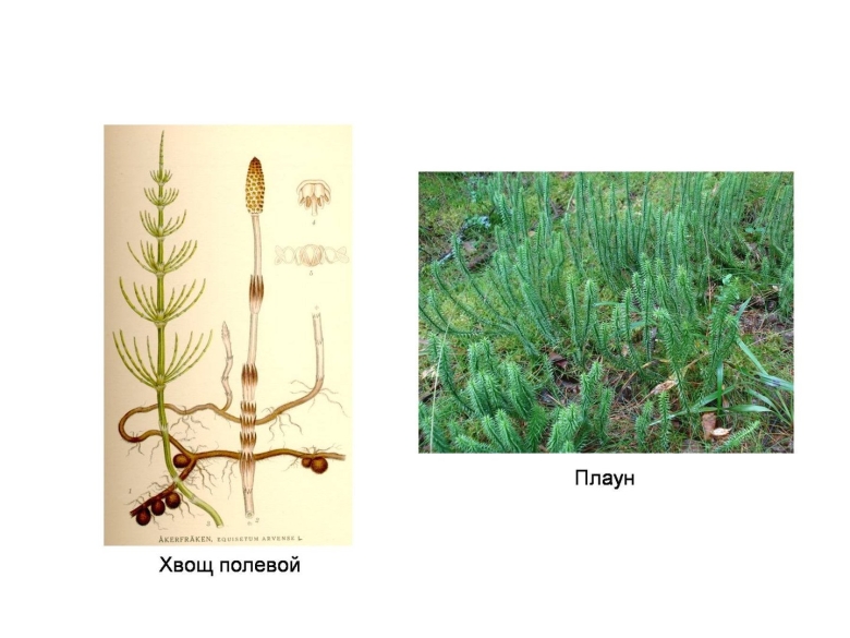 Мхи хвощи плауны