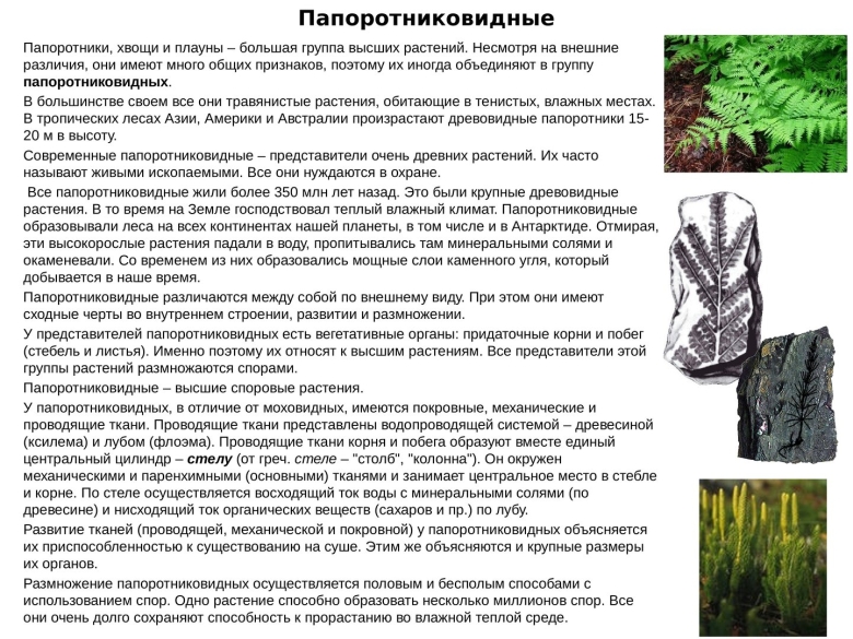 Различия хвощей и плаунов