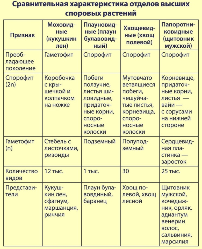 Сравнительная характеристика высших споровых растений таблица