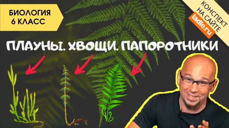 Сравнение папоротников хвощей и плаунов таблица