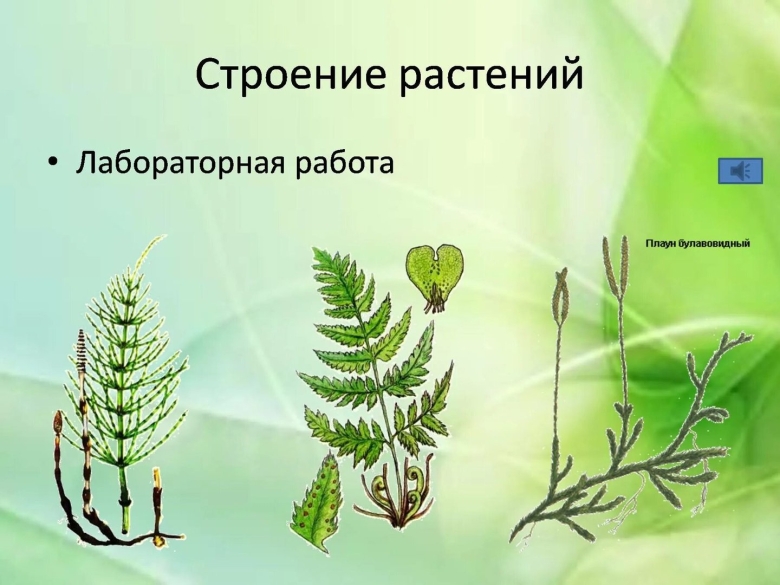 Высшие споровые растения класс биология