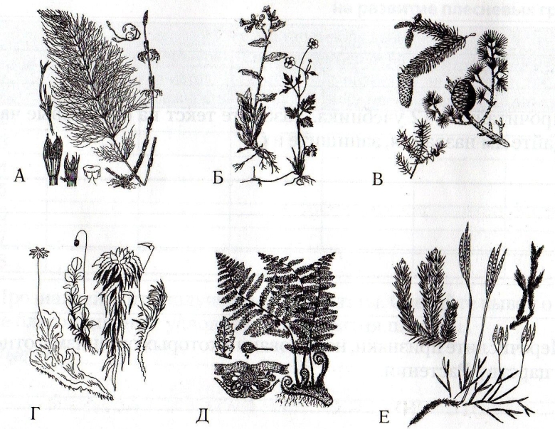Водоросли мхи плауны хвощи папоротники