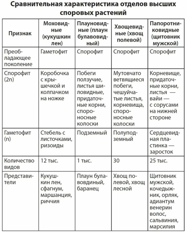Высшие споровые растения сравнительная таблица