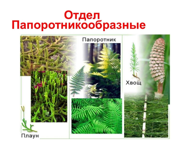 Папоротниковидные высшие споровые растения