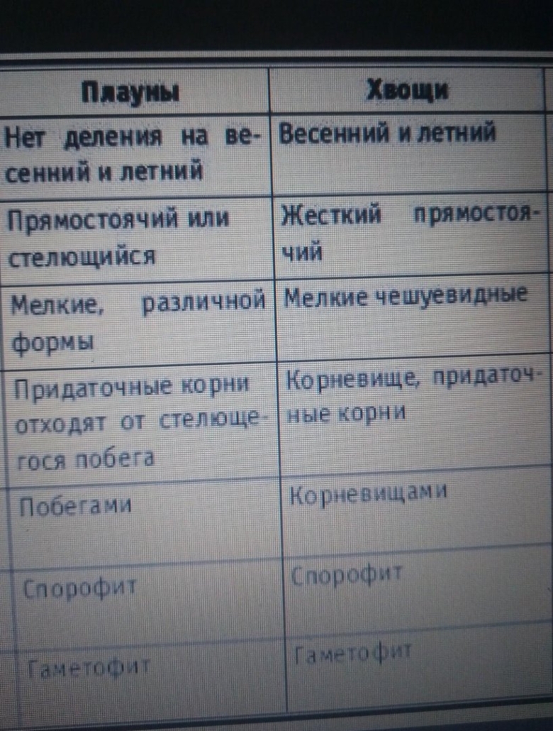Таблица плауны хвощи папоротники класс биология