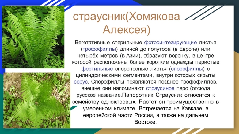 Плауны хвощи папоротники их общая характеристика