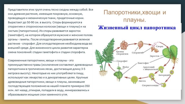 Жизненный цикл папоротника спорофит гаметофит