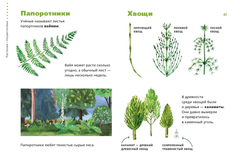 Хвощ полевой листья хвоща