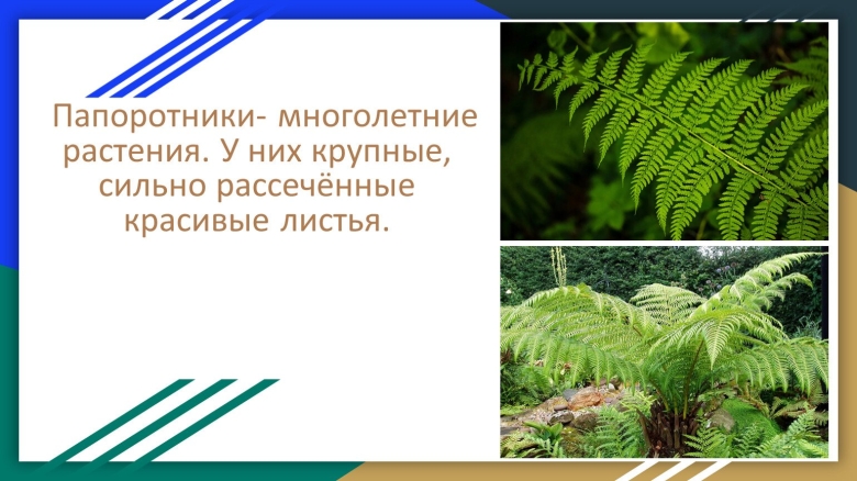 Плауны хвощи папоротники их общая характеристика