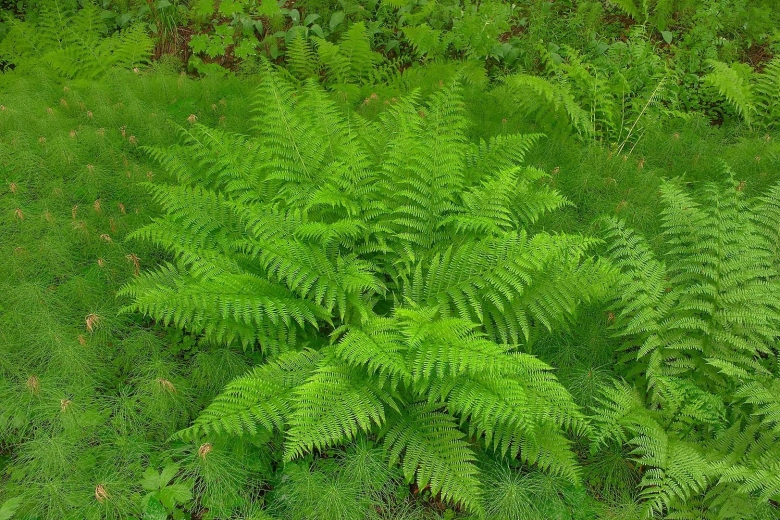 Папоротниковый мох Щитовник