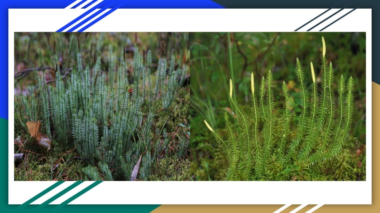 Плаун булавовидный