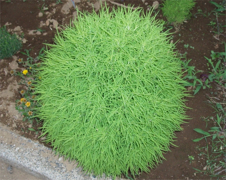 Кохия веничная Грин Форест