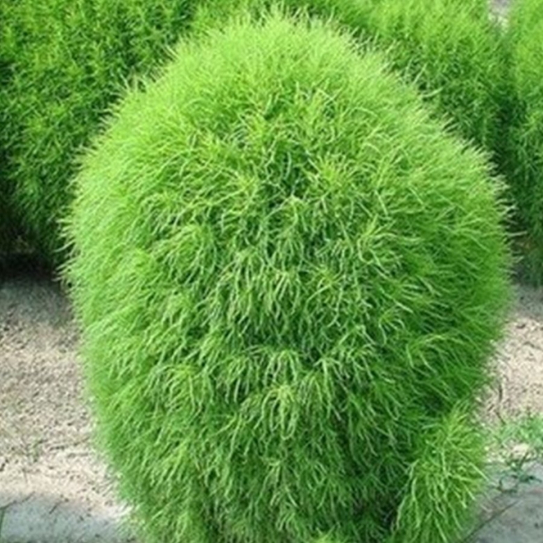 Кохия веничная летний Кипарис