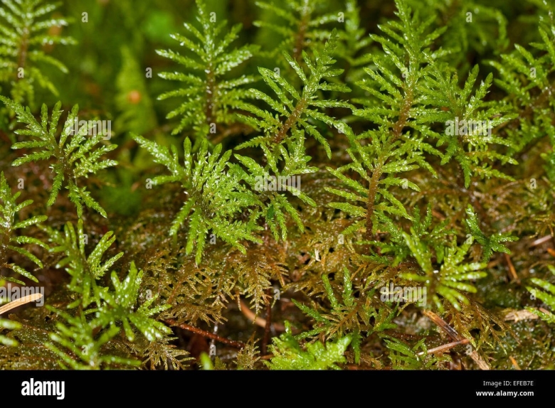 Мох Hylocomium splendens