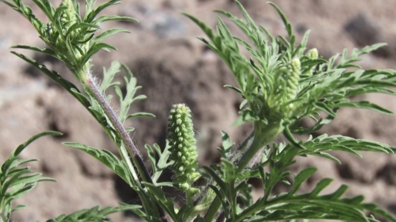 Амброзия растение