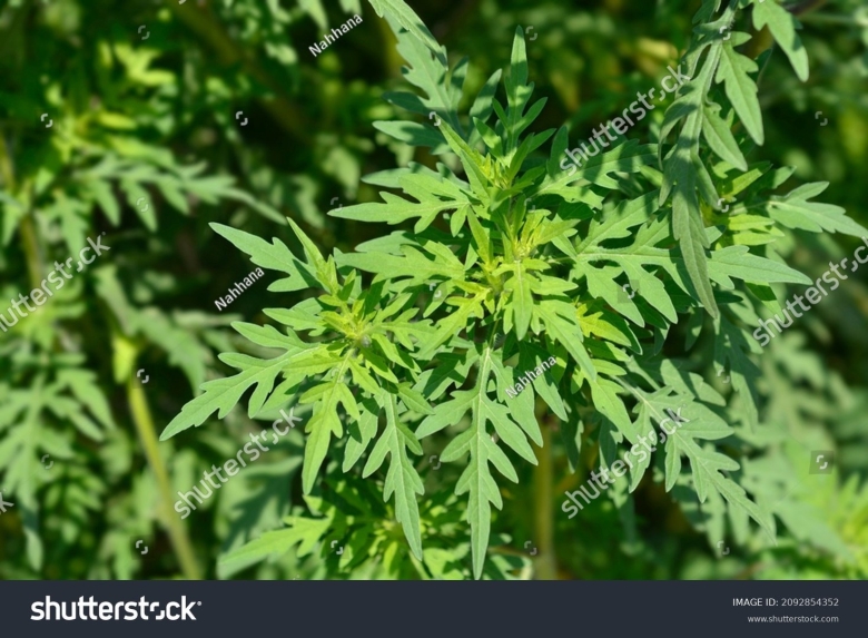 Растение амброзия