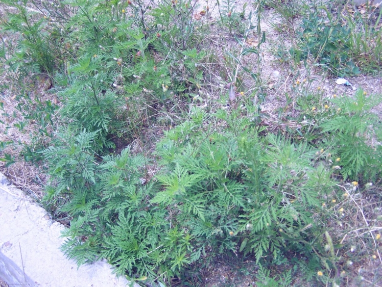 Амброзия сорняк