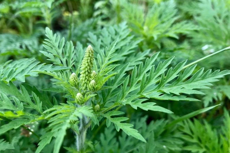 Амброзия полыннолистная растение