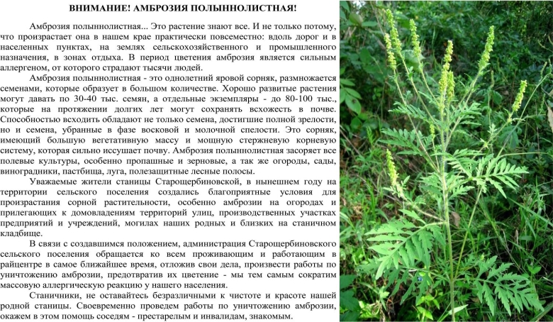 Амброзия растение карантинный сорняк