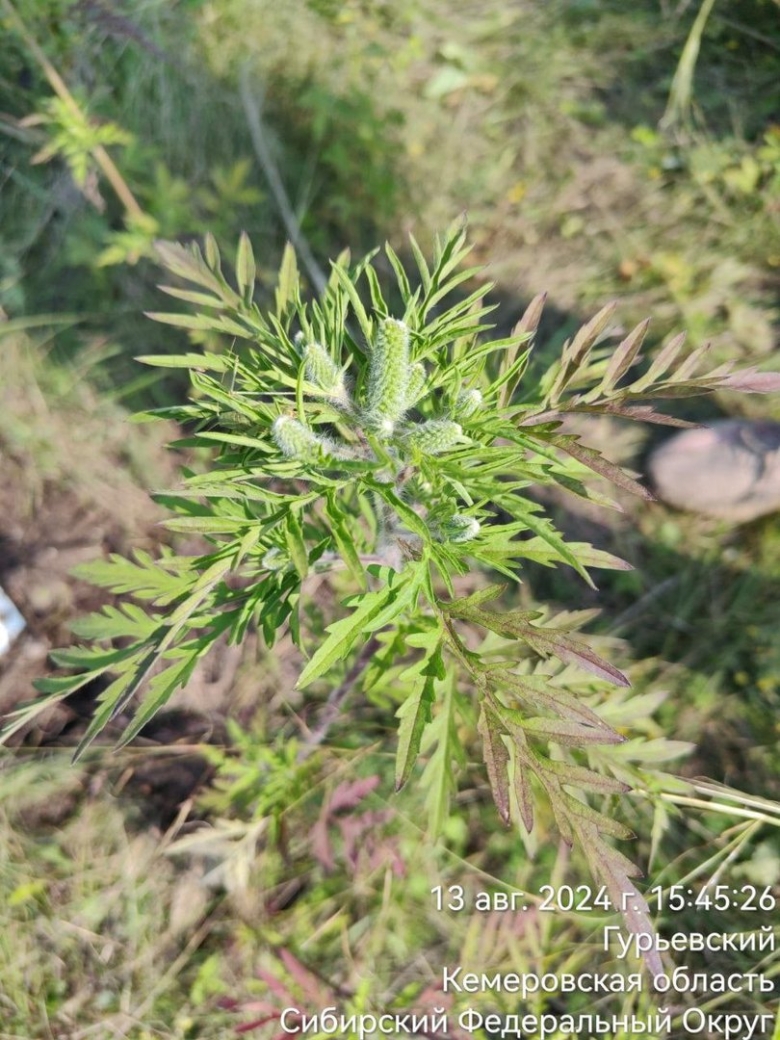 Амброзия трехраздельная растение