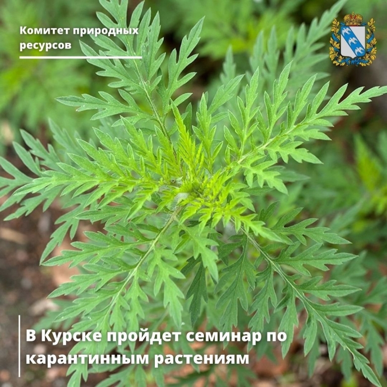 Амброзия полыннолистная Ambrosia artemisiifolia
