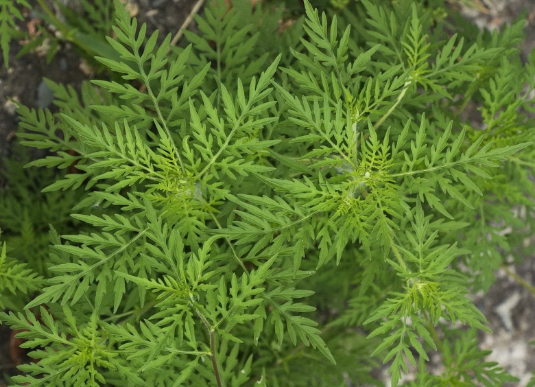 Амброзия полыннолистная цветок